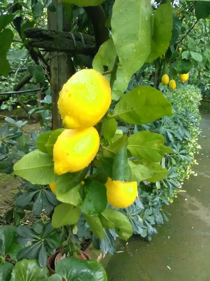 Casa Dei Limoni Lägenhet Massa Lubrense Exteriör bild