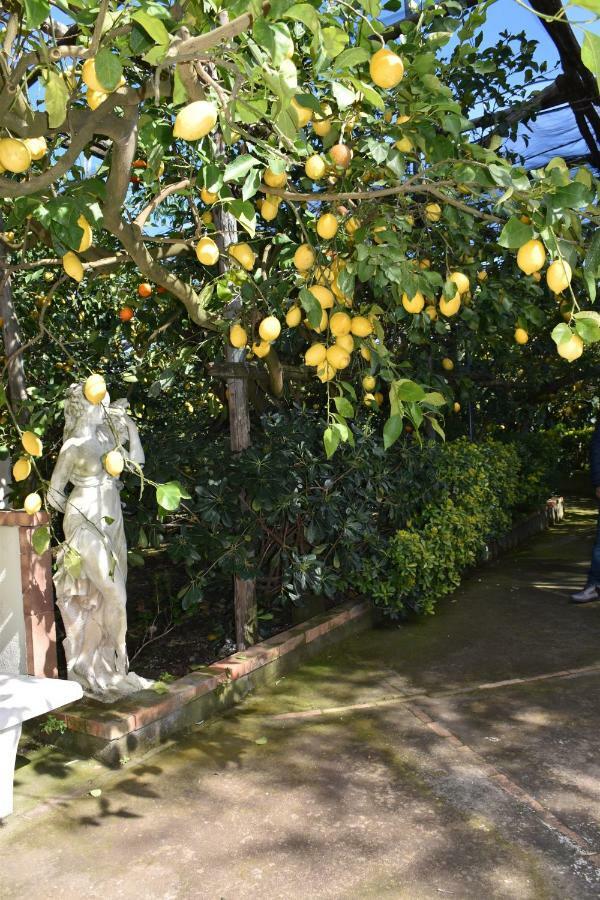 Casa Dei Limoni Lägenhet Massa Lubrense Exteriör bild